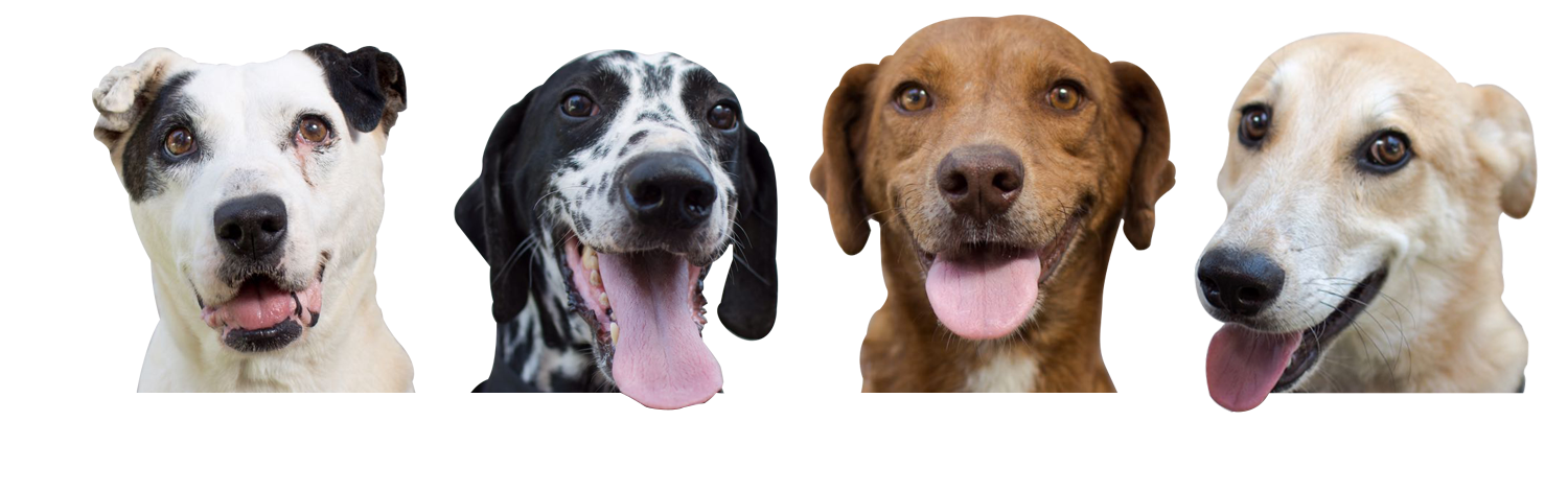 Perritos felices